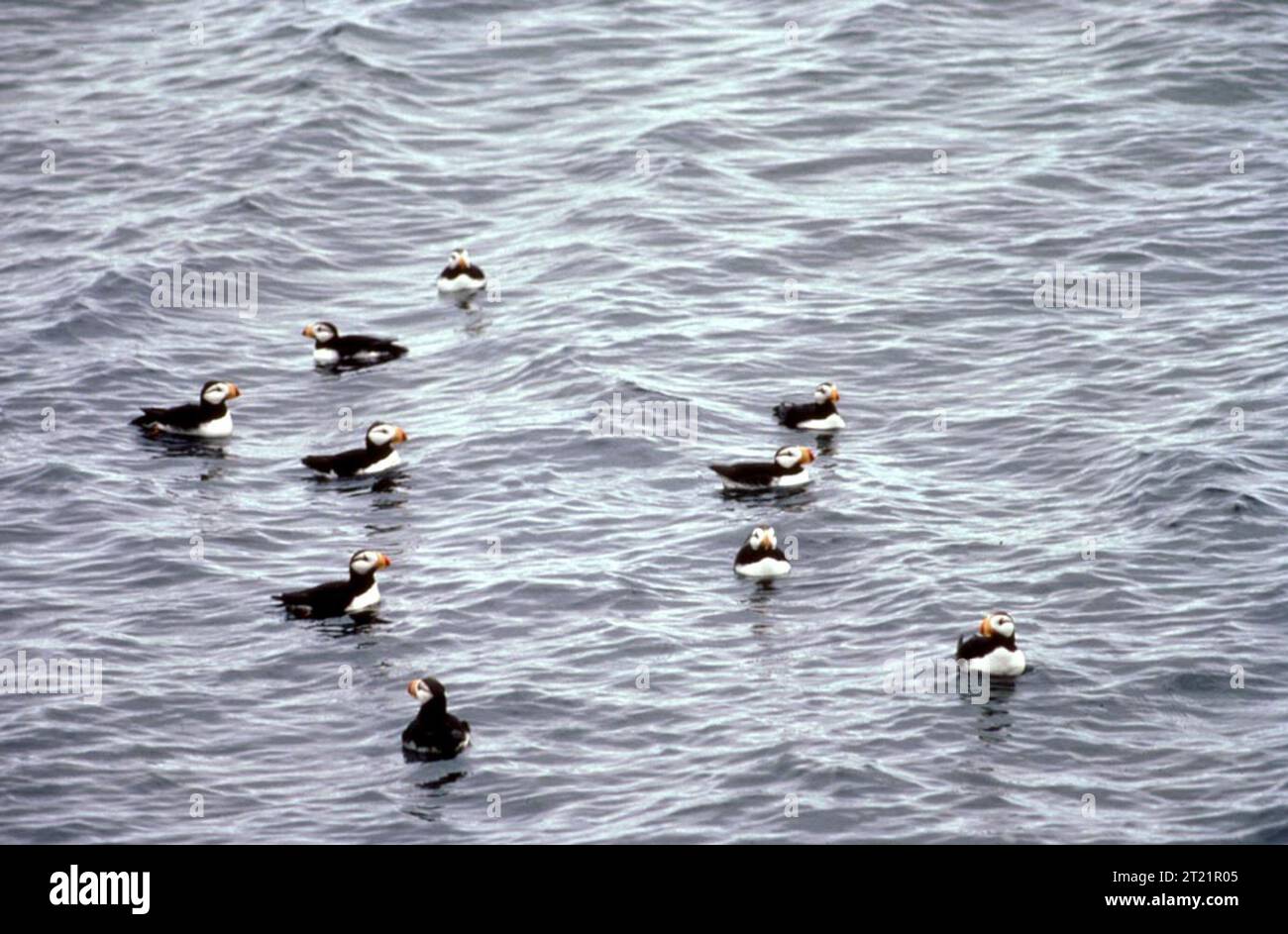Creator: Dewhurst, Donna A. Subjects: Birds; Marine birds; Alaska Maritime National Wildlife Refuge; Amchitka; Kirlof Warf; Aleutians; Donna Dewhurst Collection.  . 1998 - 2011. Stock Photo