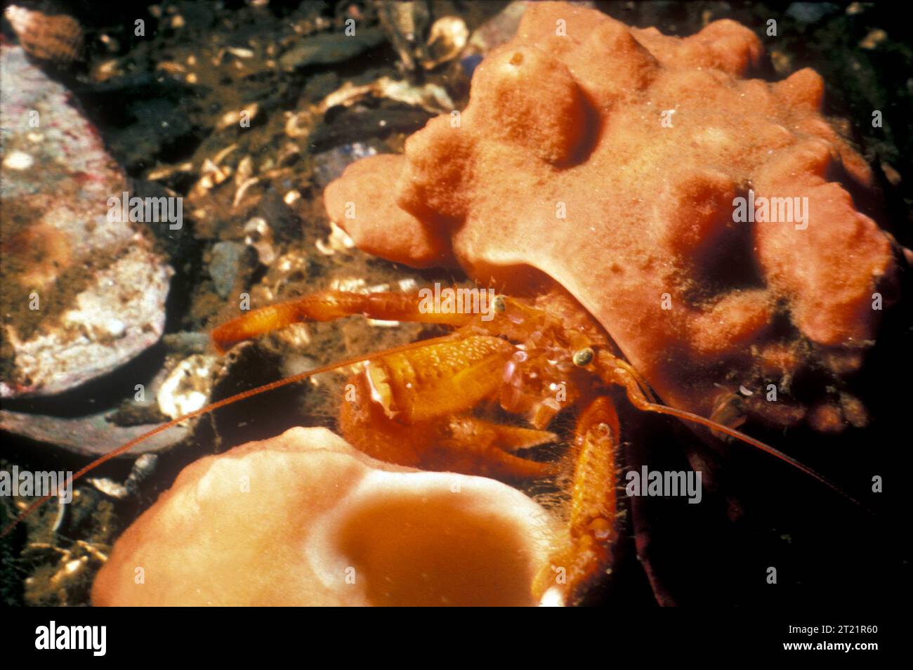 Pagurus impressus. Creator: Berg. Subjects: Crustacean; Crab; Alaska.  . 1998 - 2011. Stock Photo