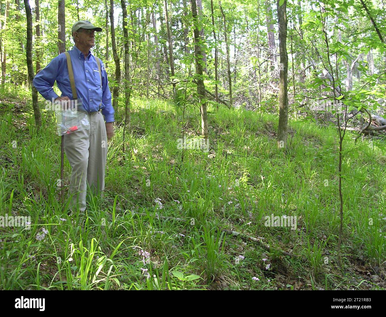 Silene polypetala, fringed campion habitat. Creator: Pattavina, Pete