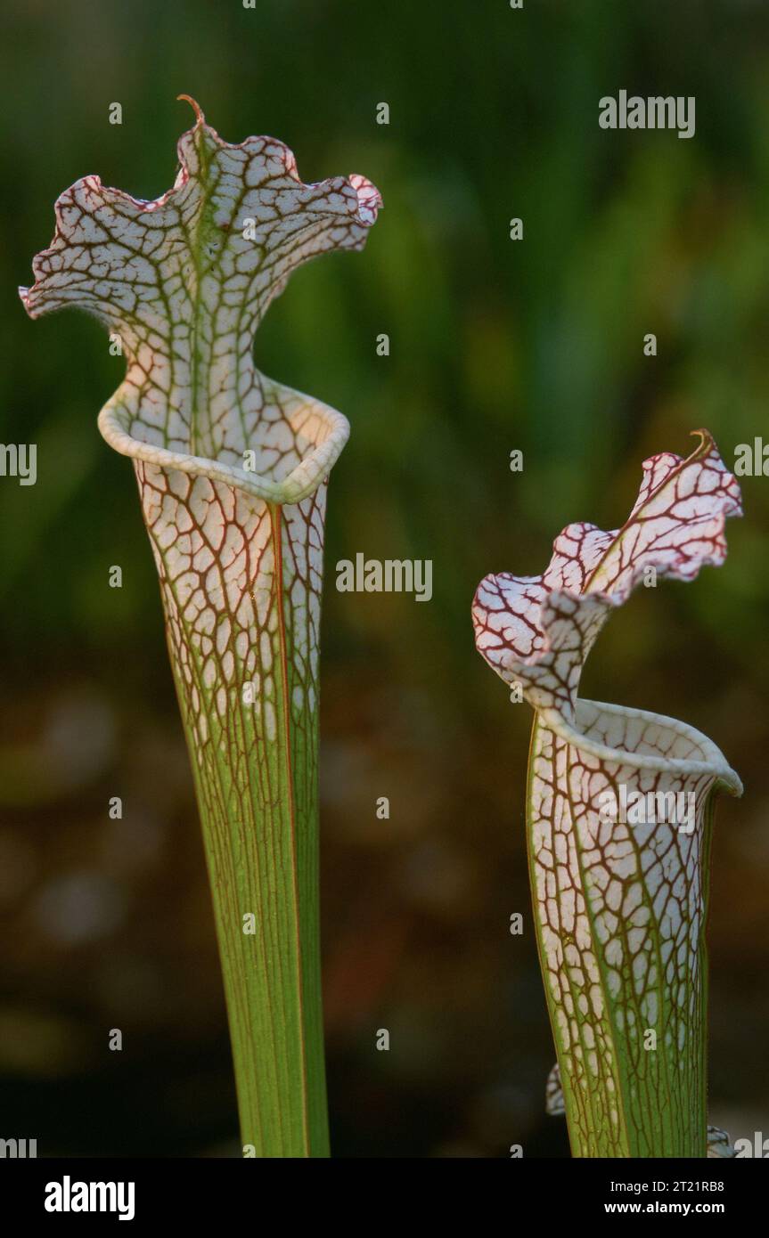 The Crimson Pitcher Plant is a carnivorous plant native to Maryland. It has  pitcher-shaped leaves that attract insects, which then fall into the plant's  hollow tubes where they are trapped. These plants