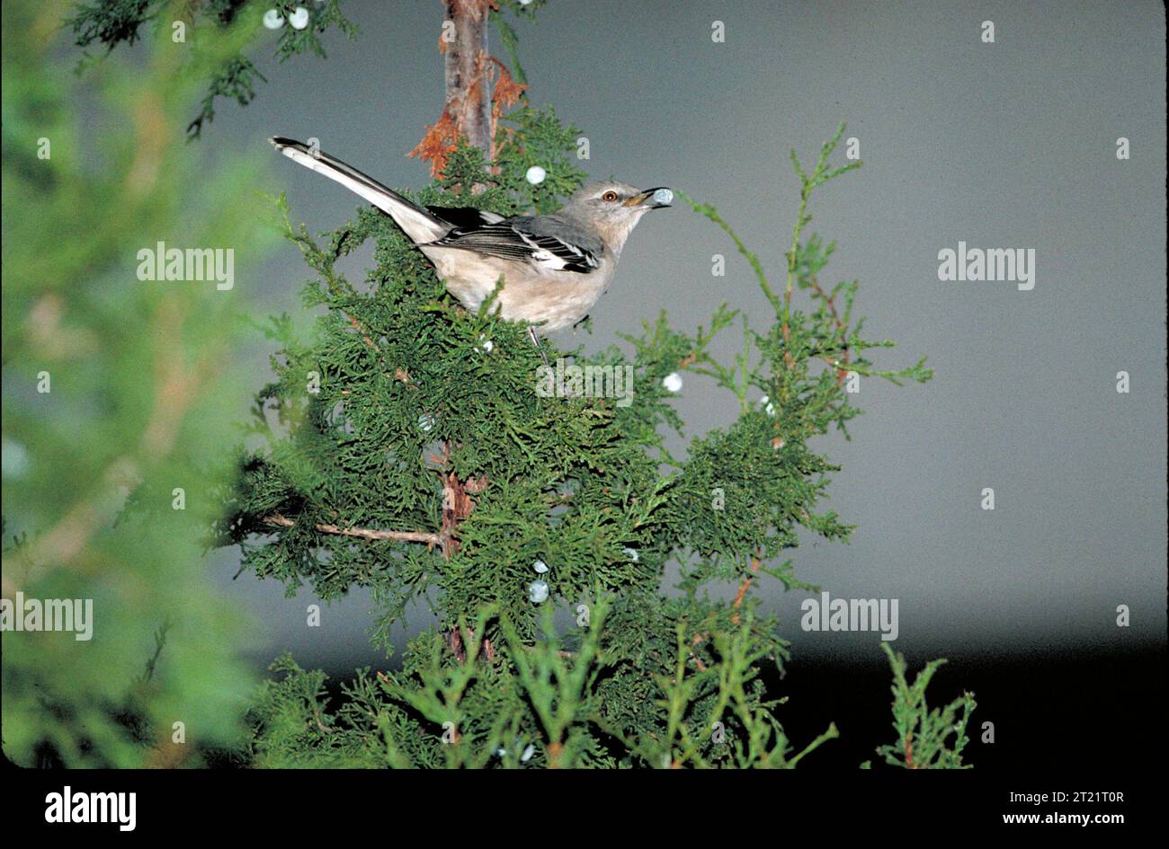 Bird perched in Juniper tree with blue Juniper berry in mouth, viewed