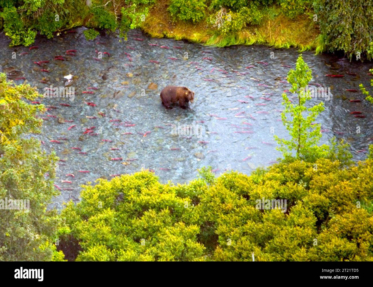 Aerial view of a brown bear in the Upper Russian River surrounded by fish. Subjects: Aerial photography; Wildlife Refuges; Mammals; Rivers and streams; Fishes. Location: Alaska. Fish and Wildlife Service Site: KENAI NATIONAL WILDLIFE REFUGE.  . 1998 - 2011. Stock Photo