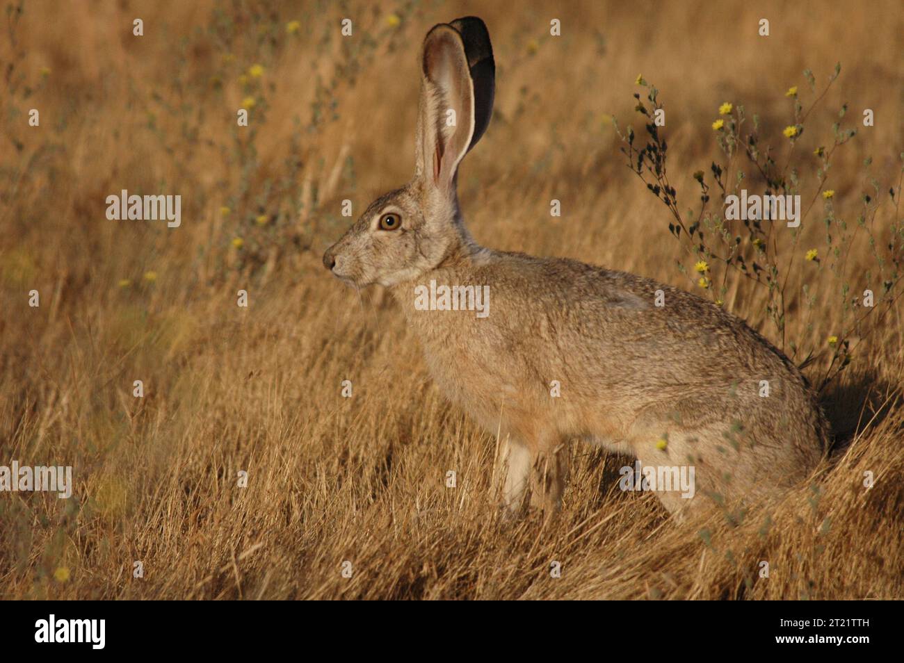 A Black-tailed Jackrabbit sits alert in open terrain at Bitter Creek ...