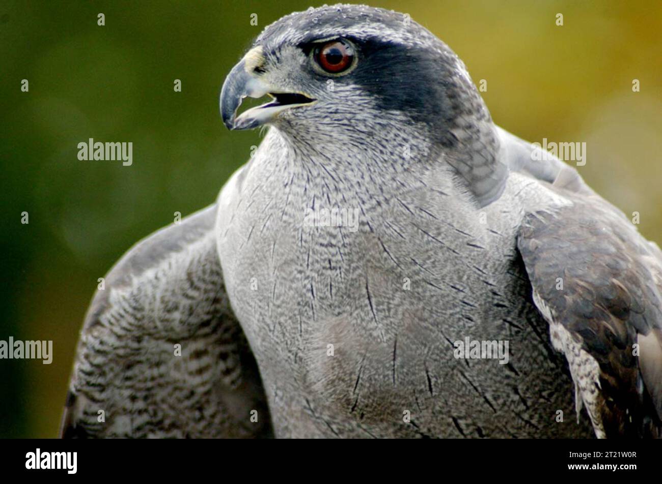 Anchorage Raptors Predation techniques hi-res stock photography and images - Alamy
