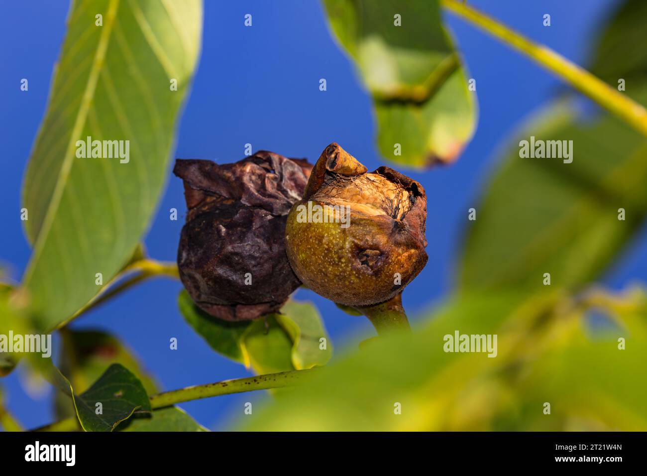 Fruit shell of walnut infested by pests on walnut tree before harvesting in autumn against blue sky Stock Photo