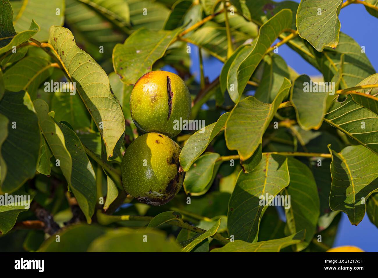 Close up of two walnuts on walnut tree with green leaves against blue sky Stock Photo