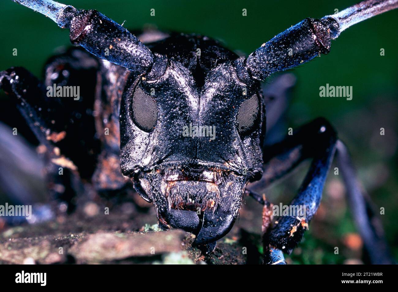 The Asian Longhorned Beetle (ALB) is a destructive species that feeds ...