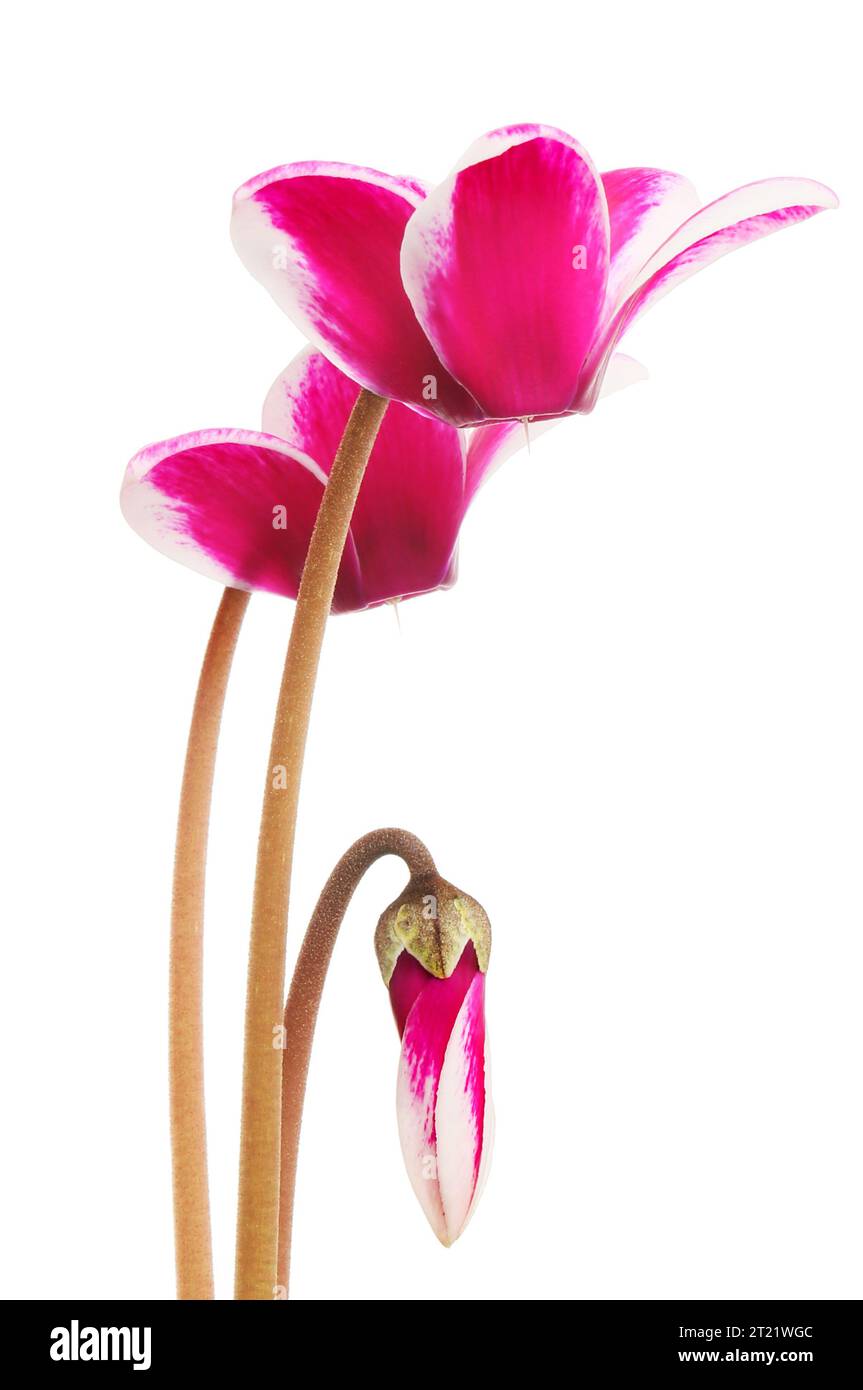 Closeup of magenta coloured cycamen fowers and bud isolated against white Stock Photo