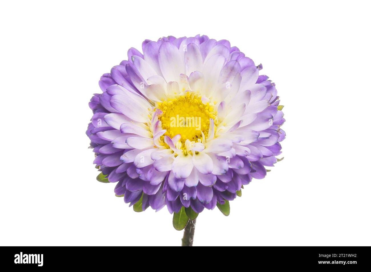 Light blue and yellow aster flower isolated against white Stock Photo