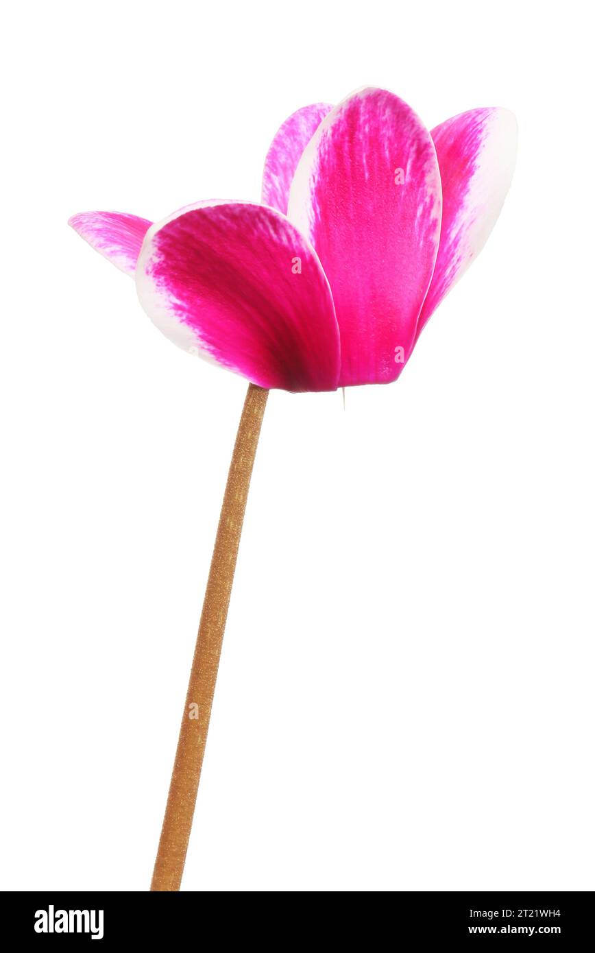 Magenta coloured cyclamen flower isolated against white Stock Photo