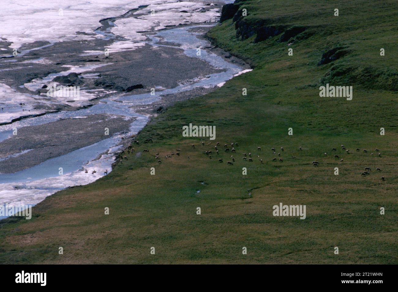 Aerial view of herd of caribou on the Arctic coastal plains. For more information about this refuge and the caribou visit http://alaska.fws.gov/nwr/arctic/caribou.htm. Subjects: Aerial photography; Coastal environments; Environments (Natural); Indigenous populations; Mammals; Wildlife; Scenics; Tundra; Wilderness. Location: Alaska. Fish and Wildlife Service Site: Arctic National Wildlife Refuge.   Collection: Wildlife and Endangered Species. Stock Photo