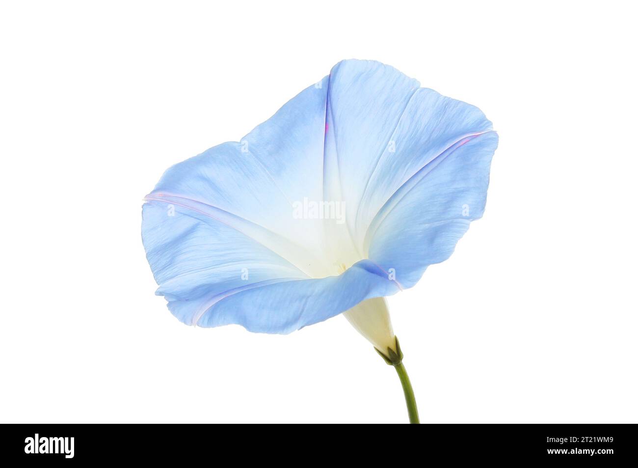 Morning glory, Ipomoea tricolor, flower isolated against white Stock Photo