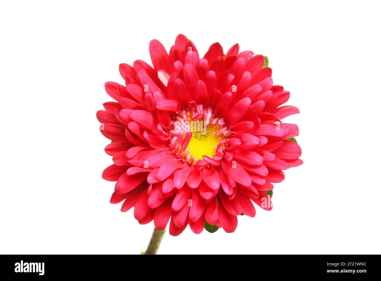 Red and yellow aster flower isolated against white Stock Photo