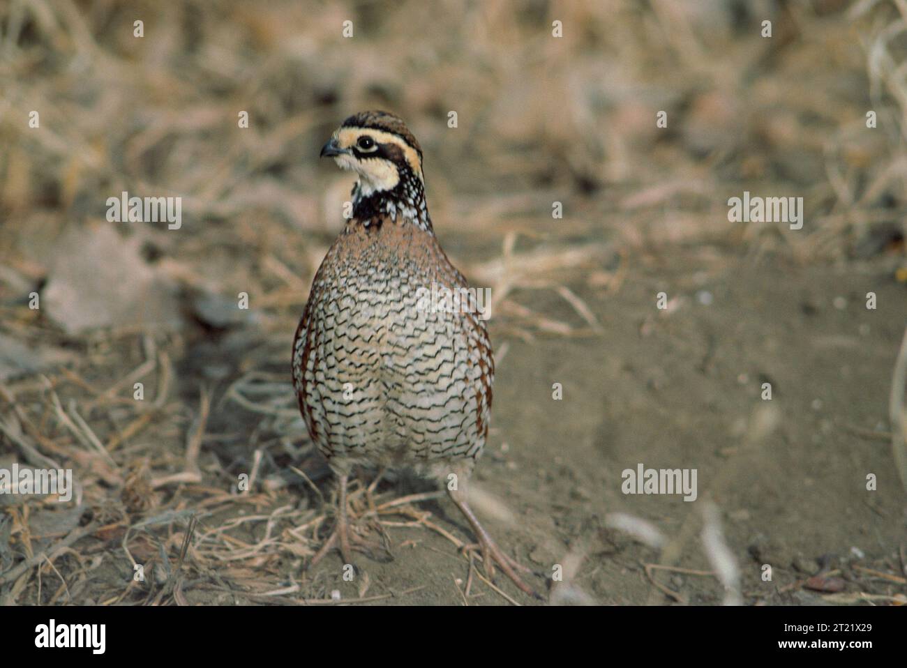 Quail In Iowa Prominent black markings hi-res stock photography and images - Alamy