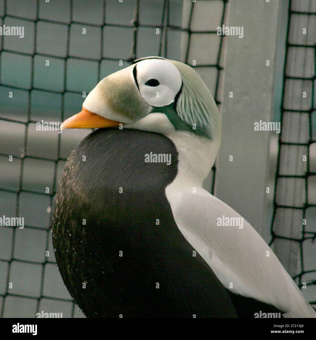 Image taken at the Alaska SeaLife Center, Seward, Alaska. Subjects: Birds; Waterfowl; Sea Ducks; Alaska. Stock Photo