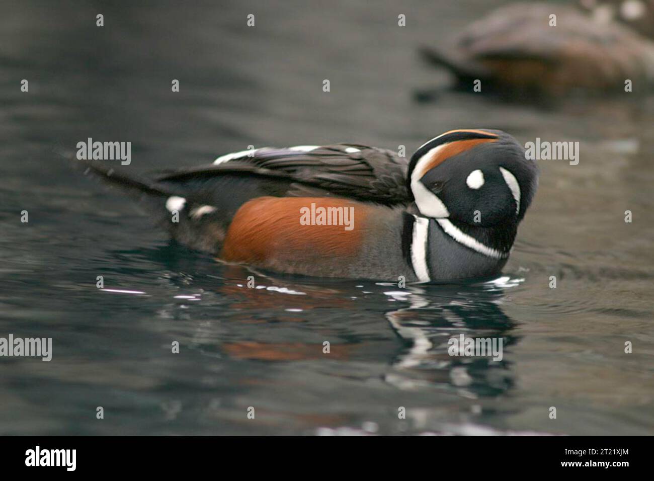 This image was taken at the SeaLife Center, Seward, Alaska. Subjects: Birds; Sea Ducks; Alaska. Stock Photo