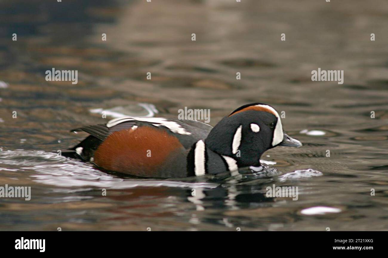 This image was taken at the SeaLife Center, Seward, Alaska. Subjects: Birds; Sea Ducks; Alaska. Stock Photo