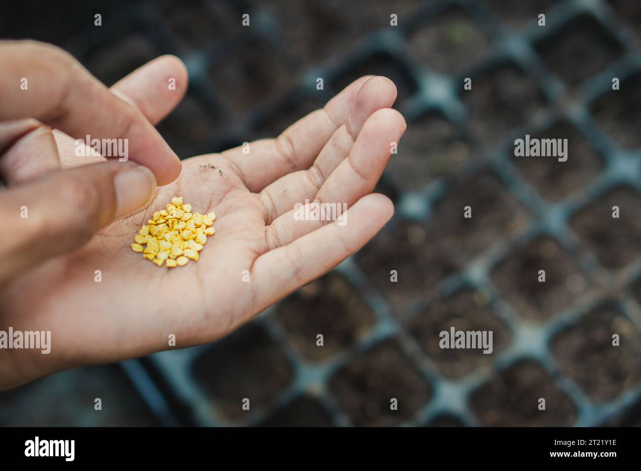 Farmer starting seeds in a greenhouse Stock Photo Alamy