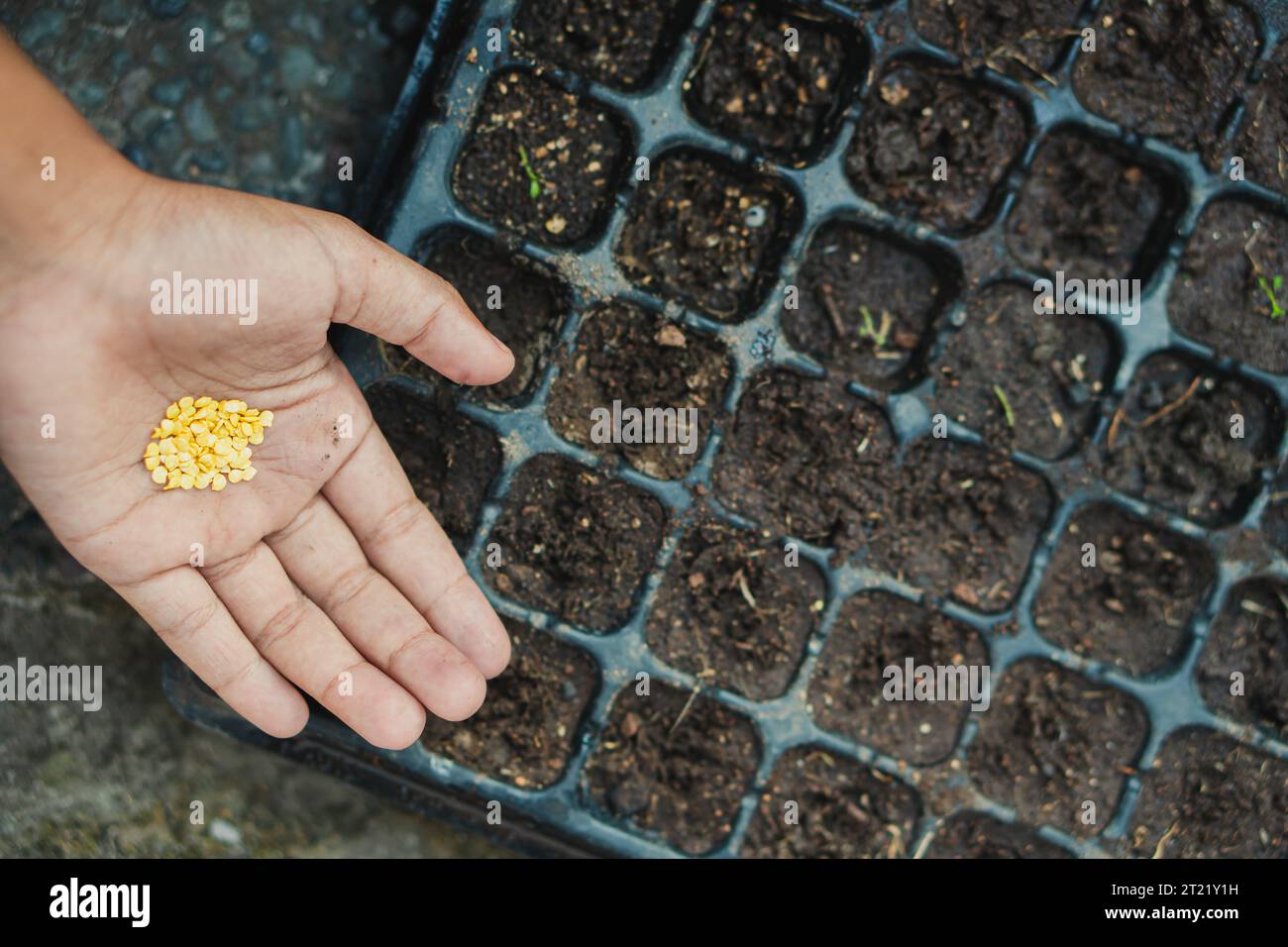 Farmer starting seeds in a greenhouse Stock Photo Alamy