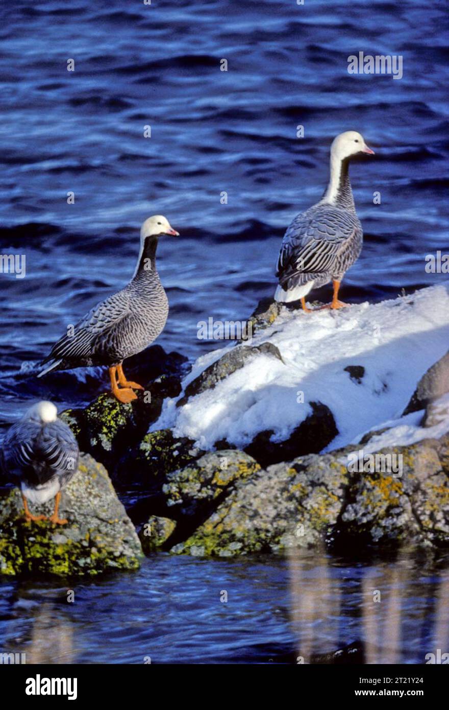 Chen canagica. Creator Boylan, Mike. Subjects Birds; Waterfowl
