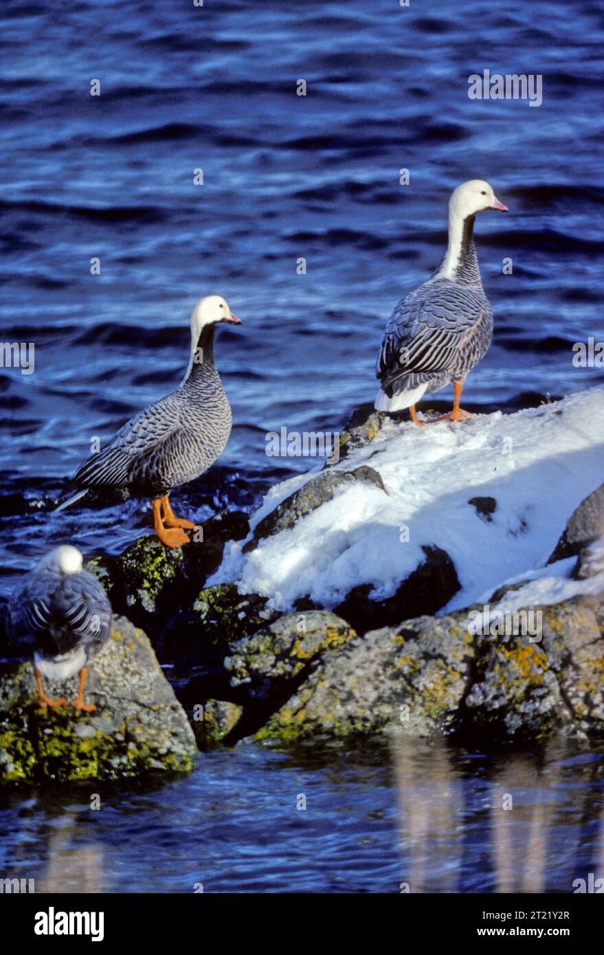Chen canagica. Creator Boylan, Mike. Subjects Birds; Waterfowl