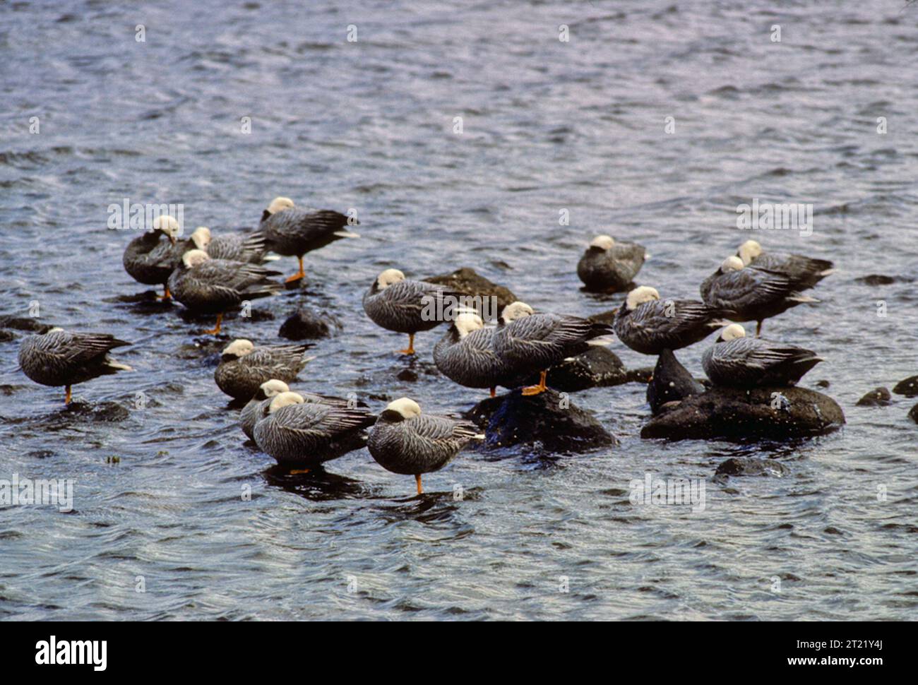 Adak island hires stock photography and images Alamy