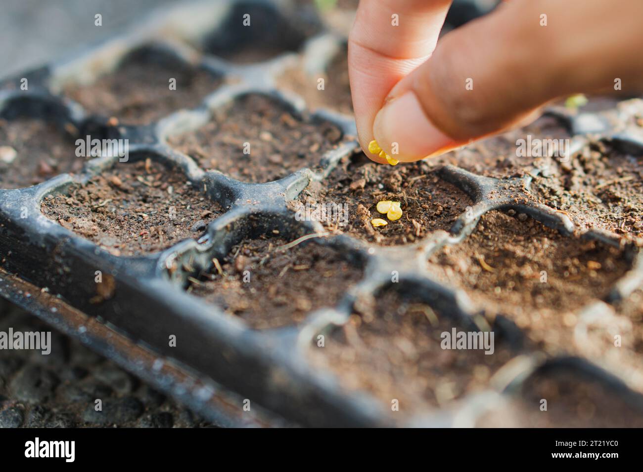 Farmer starting seeds in a greenhouse Stock Photo Alamy