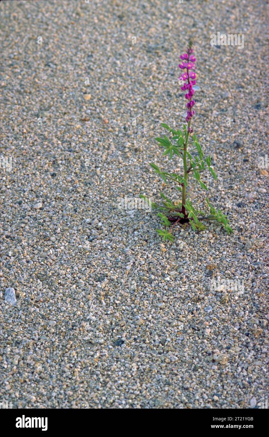 Purple flower grows in harsh habitat. Subjects Flowering plants