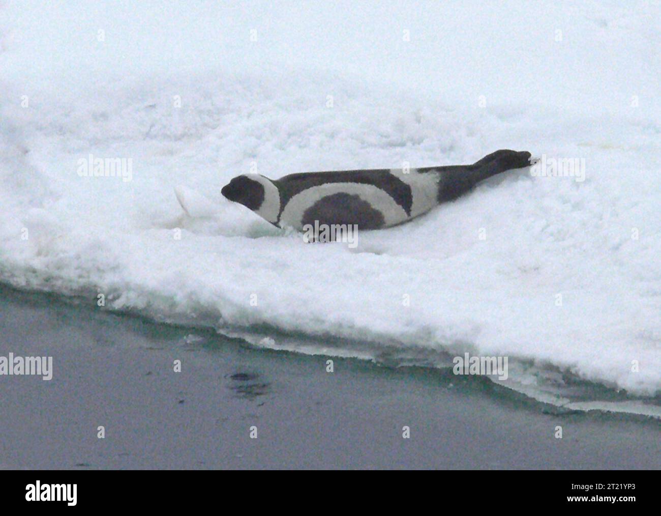 Photo was taken in the northern Bering Sea. Subjects: Mammals; Marine mammals; seal; seals; ribbon seals; ribbon seal; Alaska; Bering Sea. Stock Photo