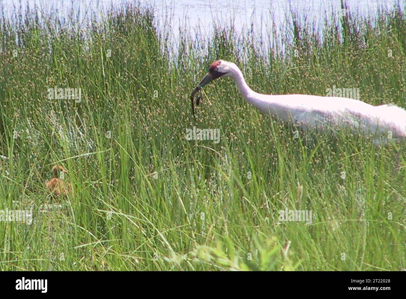 Necedah wildlife refuge hires stock photography and images Alamy