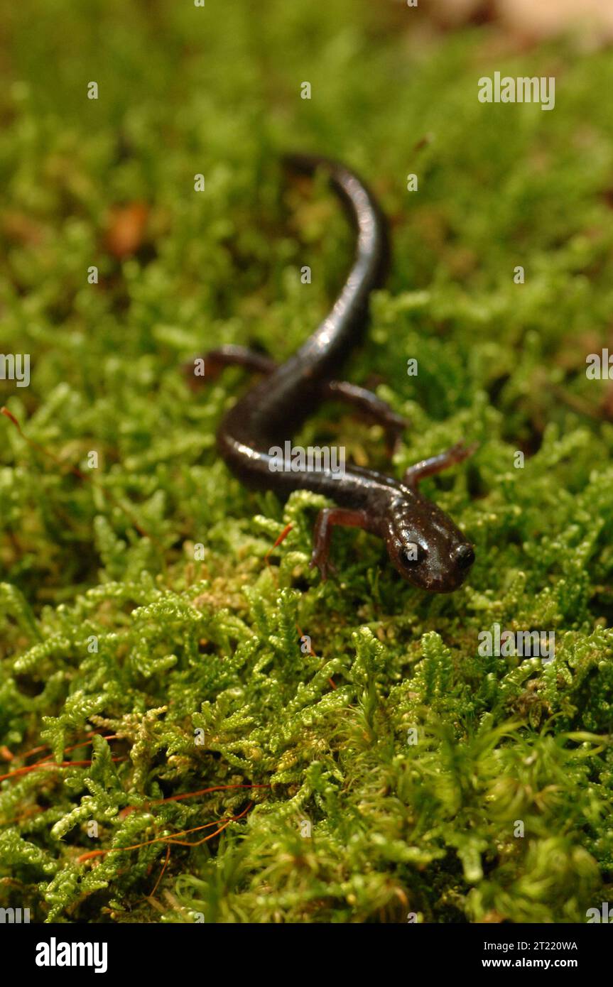 A close view of a reddish-brown Cheat Mountain salamander on moss. Subjects: Threatened species; Amphibians; Wildlife refuges. Location: West Virginia. Fish and Wildlife Service Site: CANAAN VALLEY NATIONAL WILDLIFE REFUGE. Stock Photo