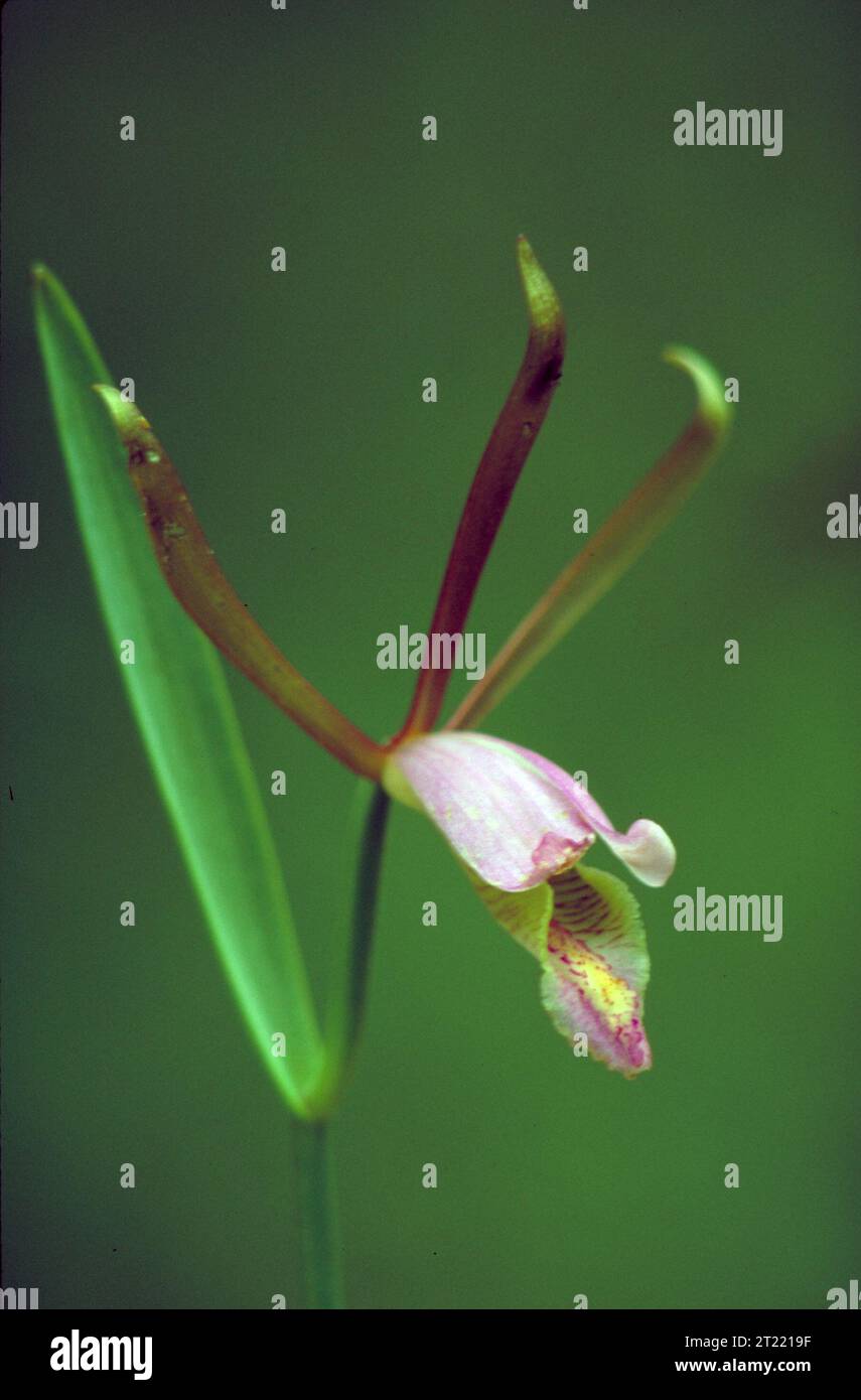 Close up Of A Pink Green And Yellow Spreading Pogonia Orchid Blossom 