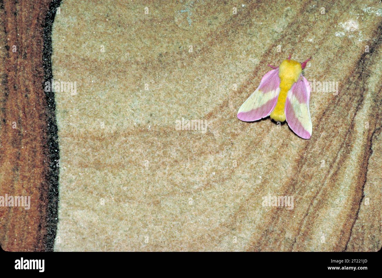 Moth with fuzzy yellow body and pink and white wings, viewed from above resting on stone. Subjects: Insects; Invertebrates.   Collection: Invertebrates.. 1998 - 2011. Stock Photo