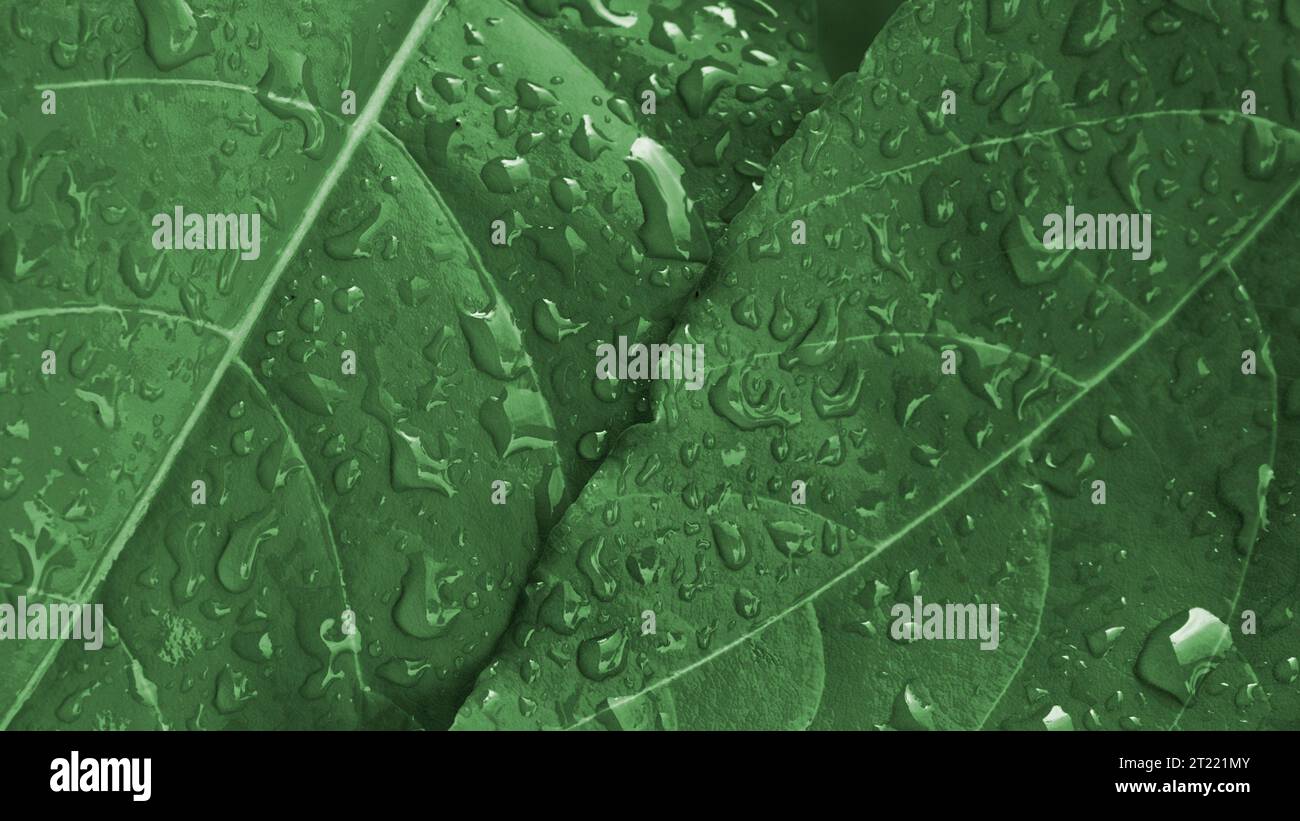 Nature background of green leaf with water drops Stock Photo - Alamy