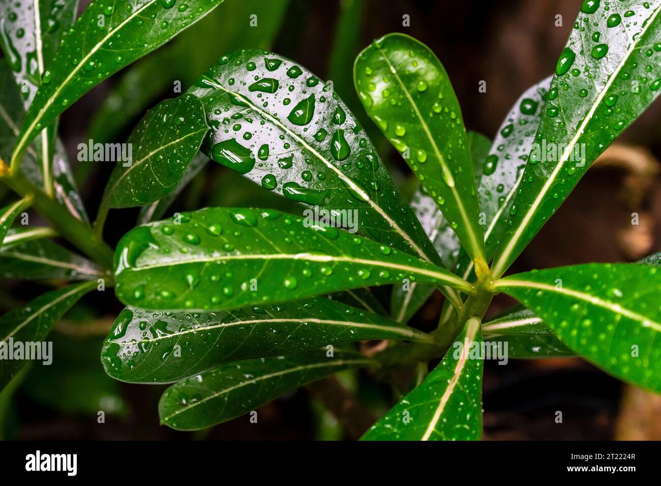 Adenium leaves with water drops Stock Photo