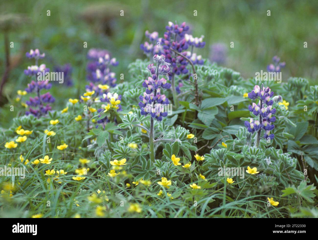 Photo was taken on Amchitka Island, in the Aleutians, Alaska Maritime NWR. Subjects: Wildflowers; Alaska; Lupine; buttercups; Donna Dewhurst. Stock Photo