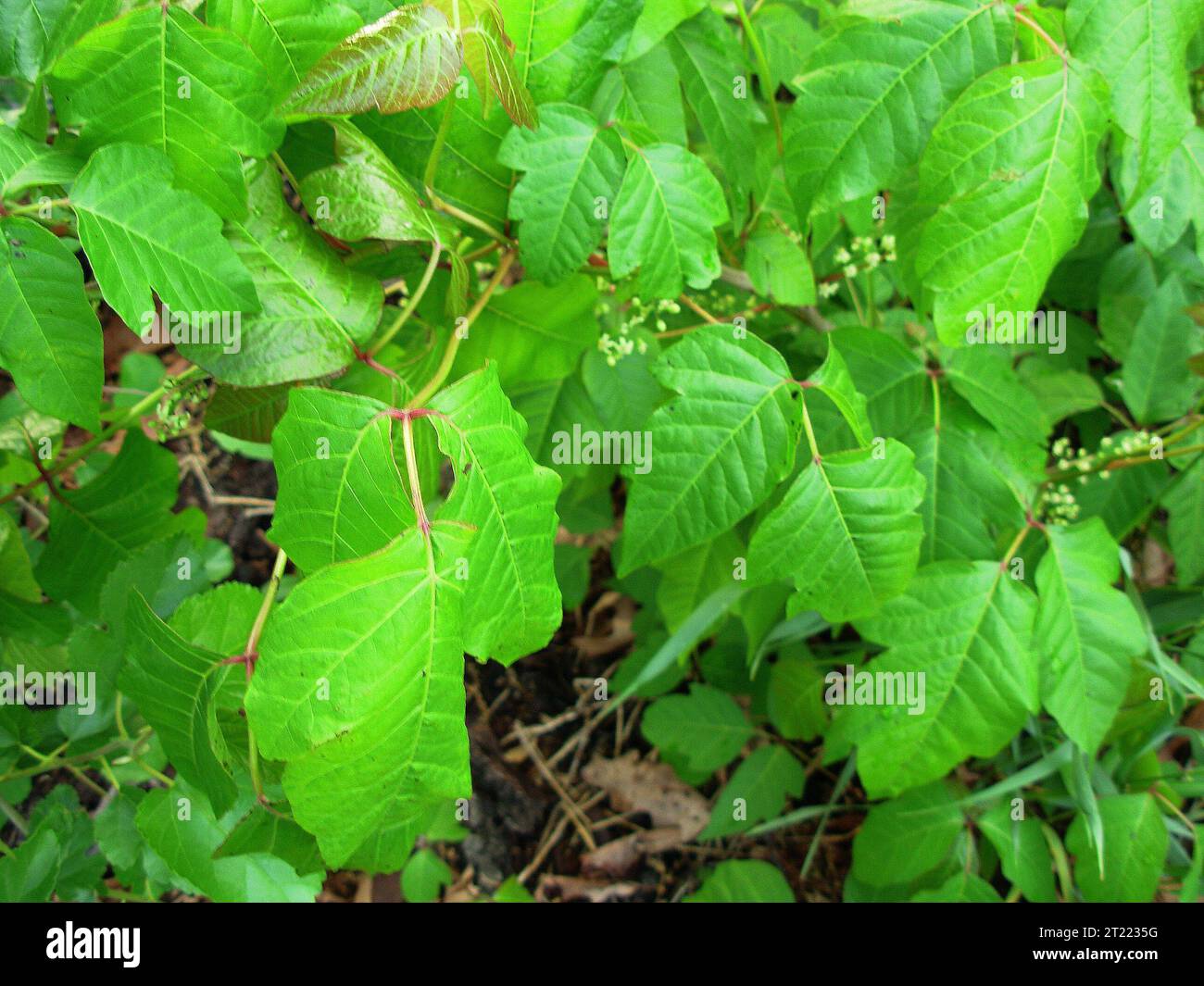 Three Point Leaf Close-up of a poison ivy plant showing its characteristic cluster of ...