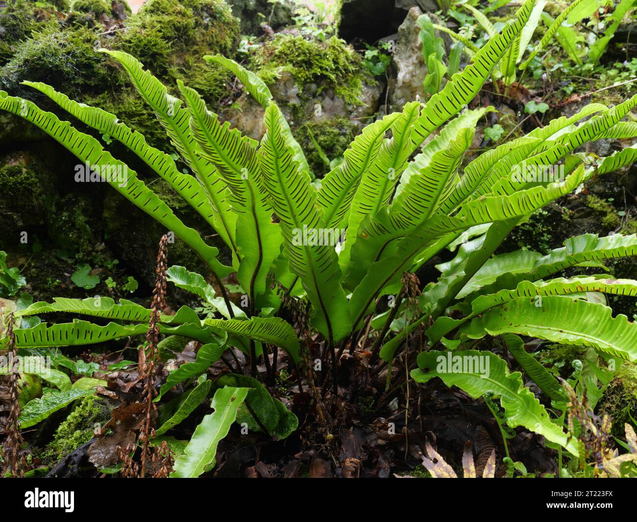 Hart's-tongue fern Asplenium scolopendrium in Prideaux Place, Padstow, Cornwall, England Stock Photo