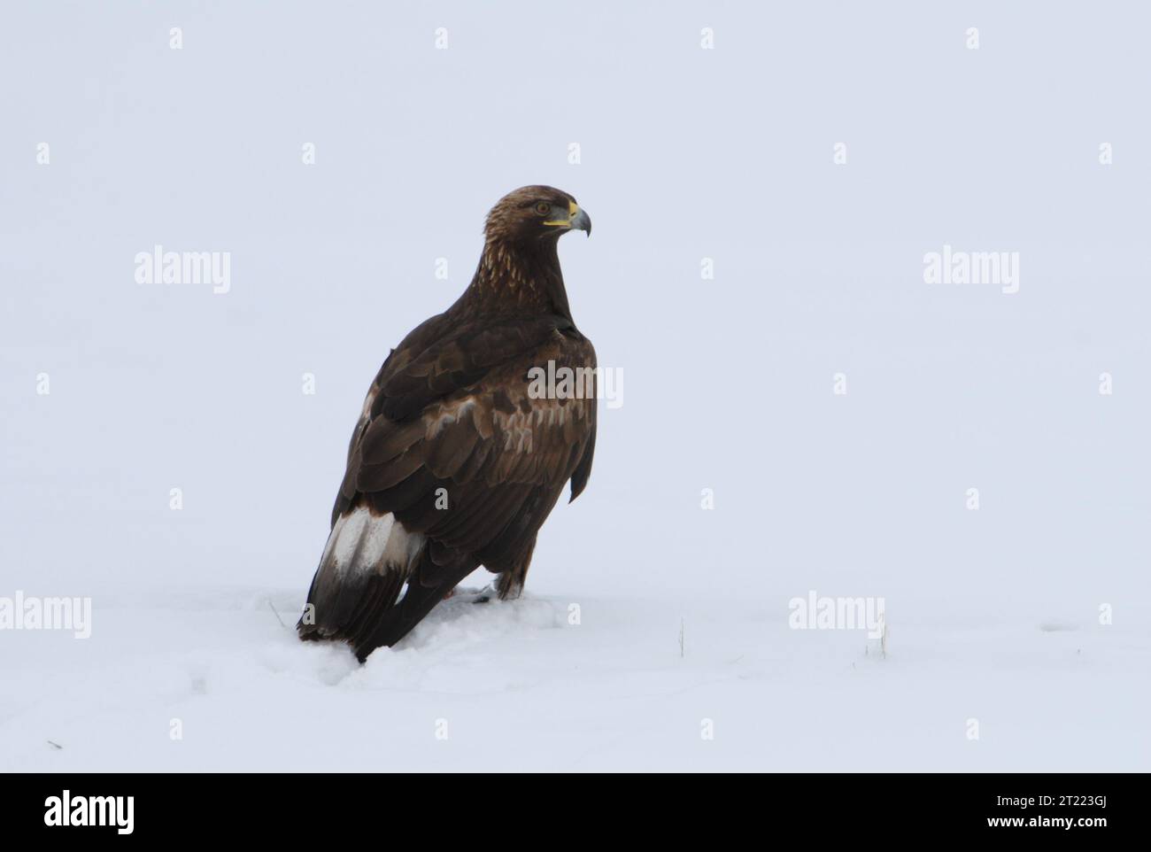 The golden eagle is not on the US Fish and Wildlife's Endangered or