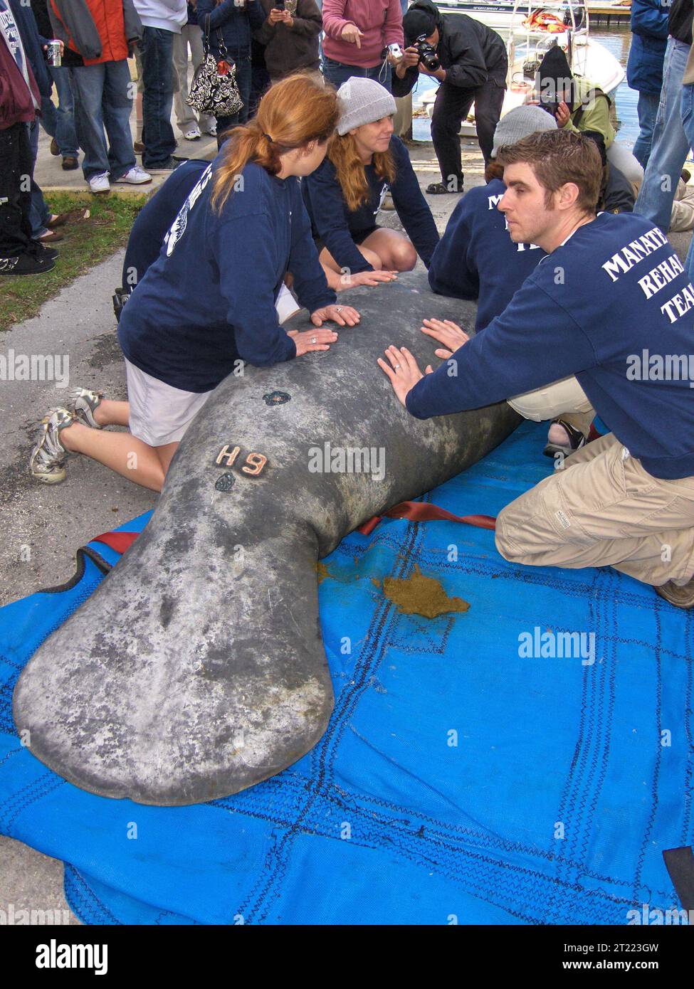 Manatee rescue. Subjects: Mammals; Endangered species. Location