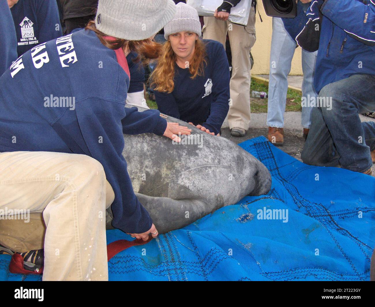 Manatee rescue. Subjects: Mammals; Endangered species. Location
