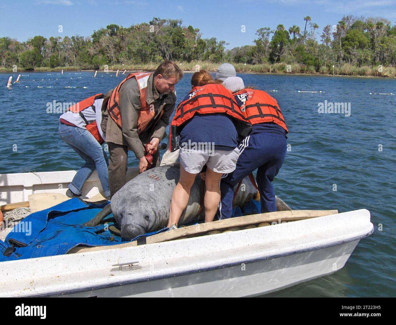 Manatee rescue. Subjects: Mammals; Endangered species. Location