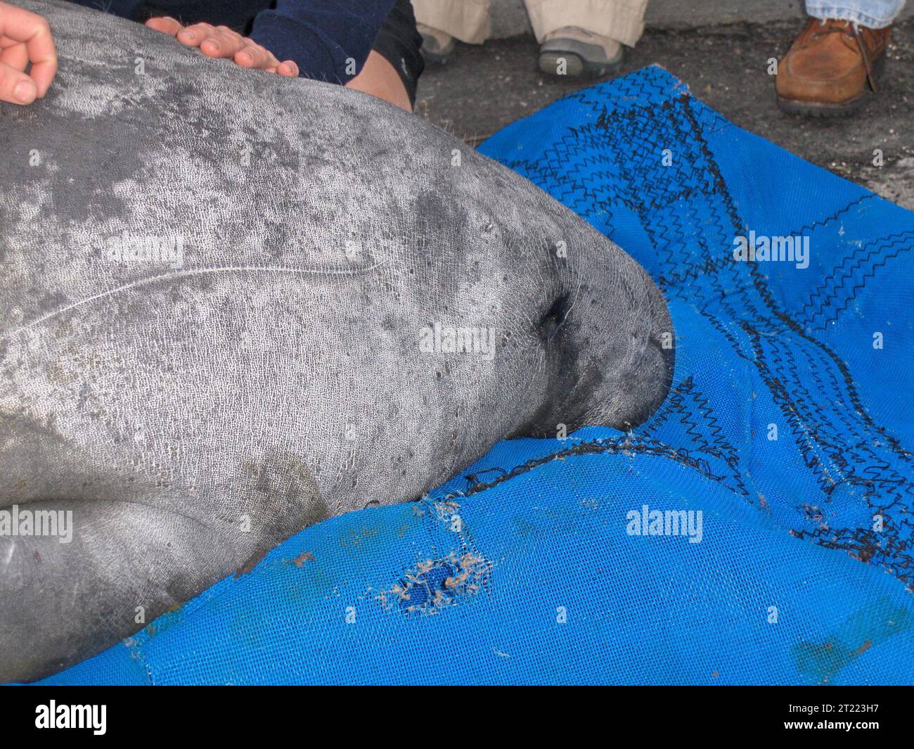 Manatee rescue. Subjects: Mammals; Endangered species. Location