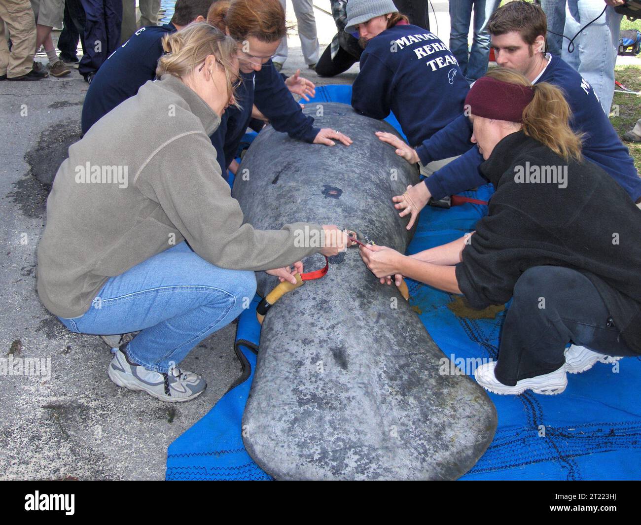 Manatee rescue. Subjects: Mammals; Endangered species. Location