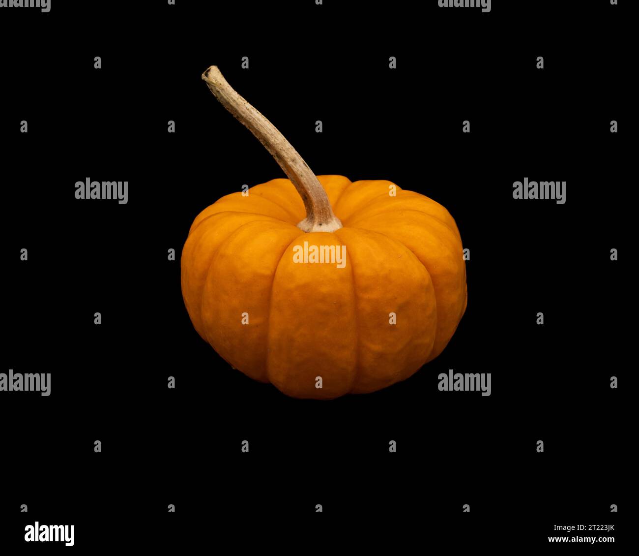 mini pumpkin on black background Stock Photo