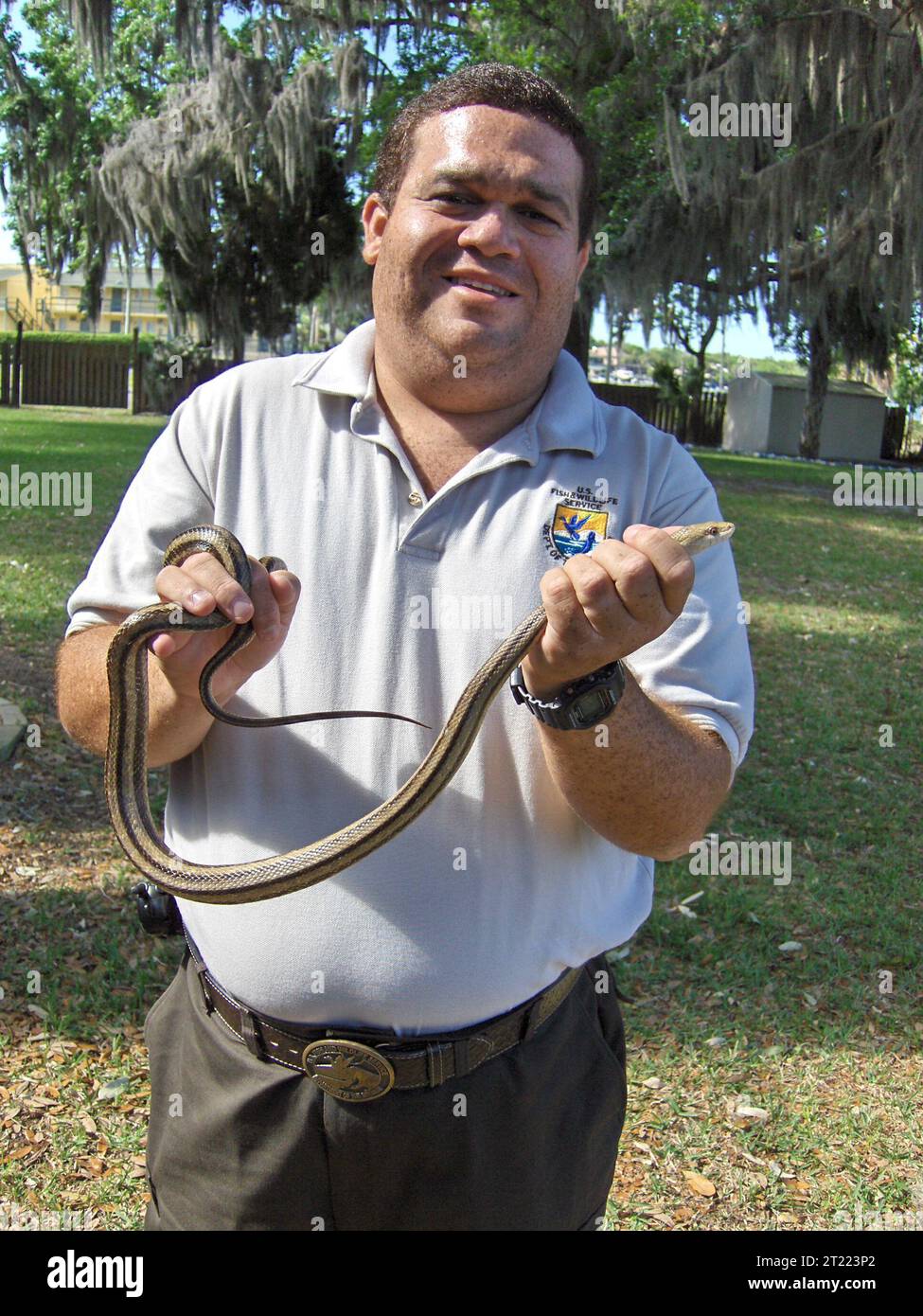 A Fish and Wildlife Service employee holds a yellow rat snake, one of several species found on the refuge. Subjects: Reptiles; Employees (USFWS); Logo; Wildlife refuges. Fish and Wildlife Service Site: CRYSTAL RIVER NATIONAL WILDLIFE REFUGE.  . 1998 - 2011. Stock Photo