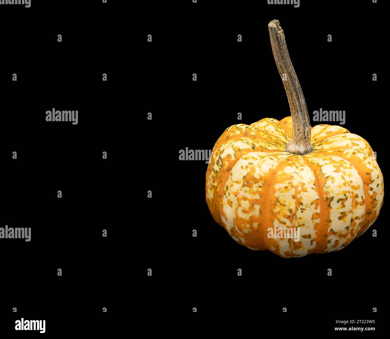 mini colorful pumpkin on black background Stock Photo