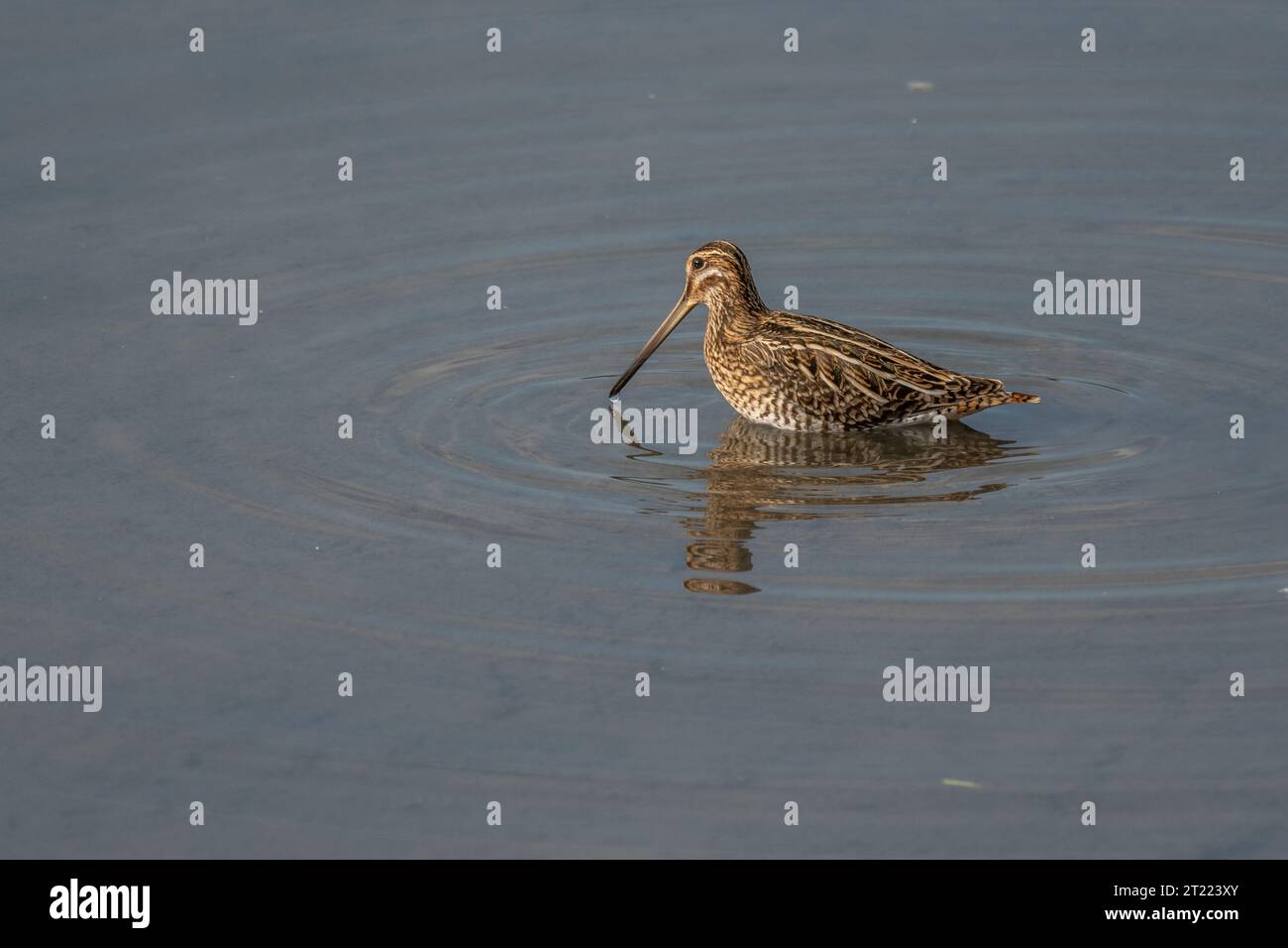 Common Snipe (Gallinago gallinago) searching for food in a marsh. Bas-Rhin, Collectivite europeenne d'Alsace,Grand Est, France, Europe. Stock Photo
