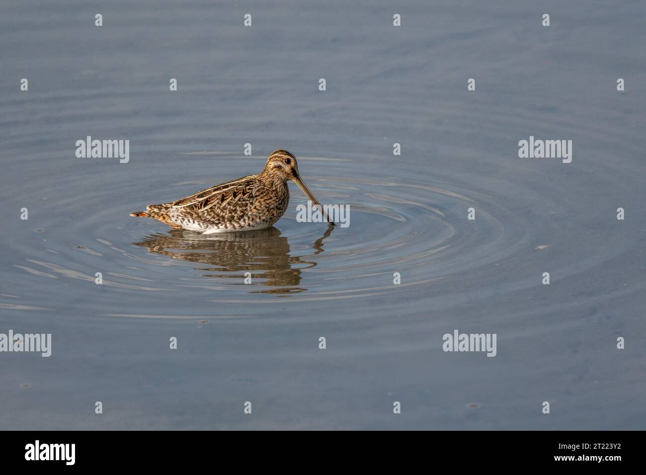Common Snipe (Gallinago gallinago) searching for food in a marsh. Bas-Rhin, Collectivite europeenne d'Alsace,Grand Est, France, Europe. Stock Photo