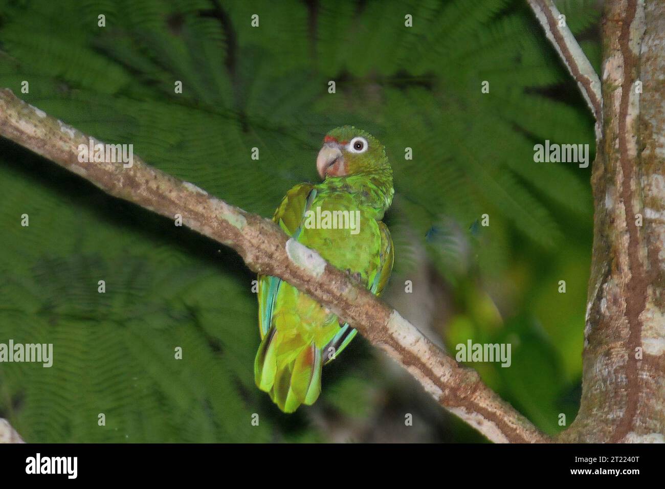 Puerto Rican parrot standing on tree branch. Subjects: Endangered